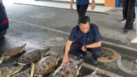 1001454861 Polda Bali gagalkan penyelundupan 21 ekor Penyu Hijau di Buleleng