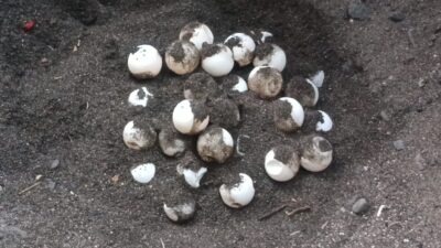Ratusan Telur Penyu Hijau Dievakuasi di Pantai Banyuasri