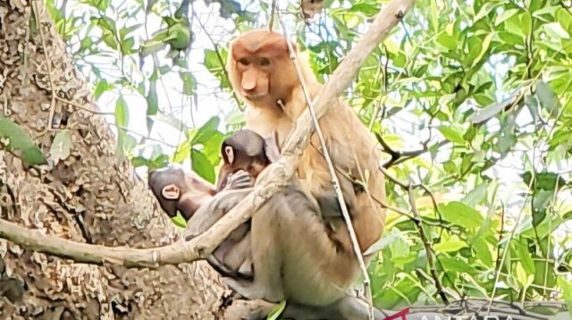 Antusias dunia menyambut bayi bekantan kembar