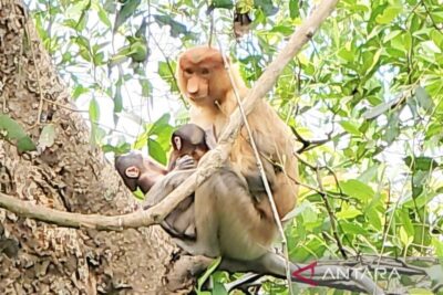 Antusias dunia menyambut bayi bekantan kembar
