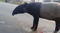 Kemenhut koordinasi dengan Polri terkait kematian tapir di Mesuji