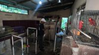 Polda Maluku dalami dugaan kepemilikan 57 burung dilindungi