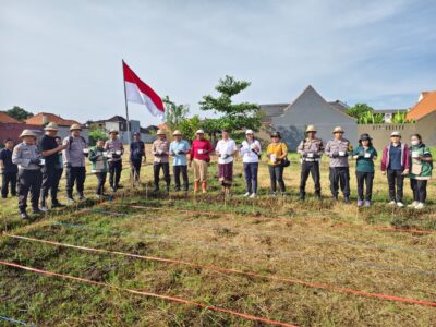 Panen Jagung Manis Golden Boy di Subak Intaran Barat, Lahan Bera Hasilkan 3,21 Ton