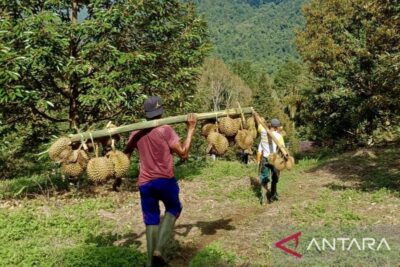Ading Suhana selamatkan hutan lewat gerakan berkebun durian
