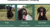IMG-20260731-WA0010 Endusan anjing pelacak nyalakan lentera konservasi di Lampung