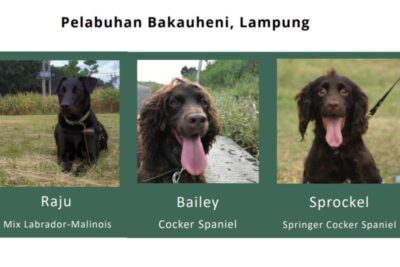 Endusan anjing pelacak nyalakan lentera konservasi di Lampung