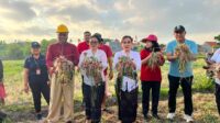 Ketua TP PKK Kota Denpasar Bersama Ketua GOW Panen Bawang Merah dan Jagung Manis di Subak Intaran Barat