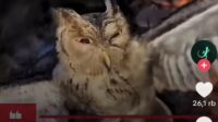 Polisi amankan tiga pria terkait pembakaran burung hantu di NTT