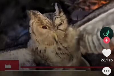 Polisi amankan tiga pria terkait pembakaran burung hantu di NTT