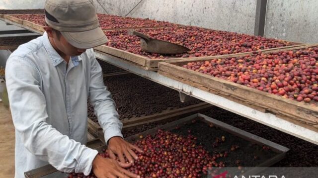 Kopi dari Gunung Ciremai, dulu dipropagandakan kini bernilai tinggi