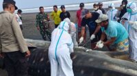 Bangkai hiu paus terdampar di Jembrana Bali dikubur