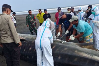 Bangkai hiu paus terdampar di Jembrana Bali dikubur