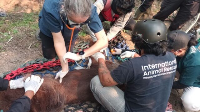 Kemenhut konfirmasi kematian orang utan Sempurna diduga akibat asap