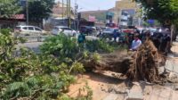 IMG_20260904_151448 Dua pemotor tewas tertimpa pohon di Jalan Pandanaran Semarang