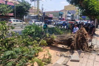 Dua pemotor tewas tertimpa pohon di Jalan Pandanaran Semarang