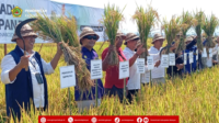 Gianyar Intip Modernisasi Padi 100 Hektar di Jembrana
