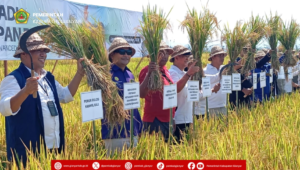Gianyar Intip Modernisasi Padi 100 Hektar di Jembrana