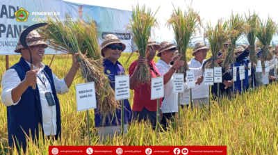 Gianyar Intip Modernisasi Padi 100 Hektar di Jembrana