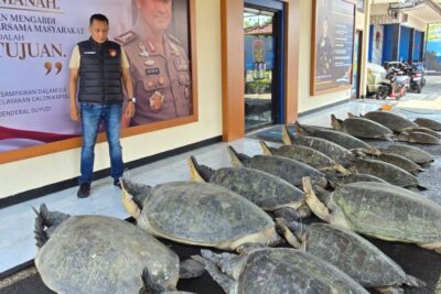 Polda Bali selamatkan 22 ekor penyu hijau dari upaya penyelundupan