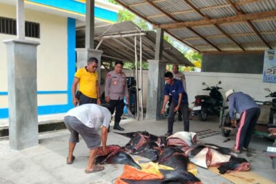 Polres Jembrana ungkap kasus perdagangan satwa laut dilindungi