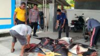 Polisi tetapkan pengangkut pari mobula di Jembrana sebagai saksi