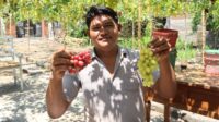 100_krisna-grape-wisata-petik-anggur-di-desa-pejarakan-yang-ramai-diminati-wisatawan_2026-10-21-08-58-44 Krisna Grape, Wisata Petik Anggur di Desa Pejarakan yang Ramai Diminati Wisatawan
