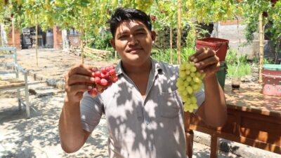 Krisna Grape, Wisata Petik Anggur di Desa Pejarakan yang Ramai Diminati Wisatawan