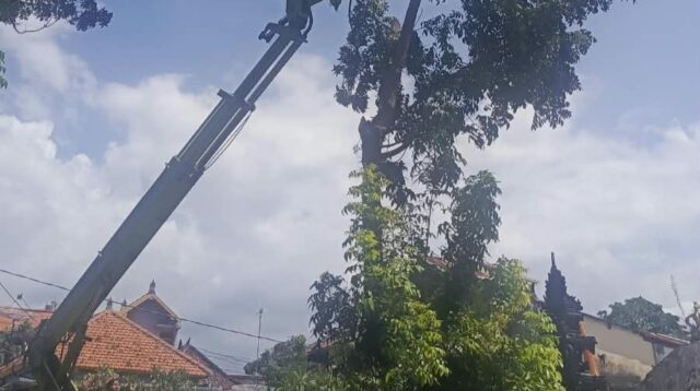 Permudah Laporan Pemangkasan Pohon, DLH Buleleng Hadirkan Aplikasi Green RTH