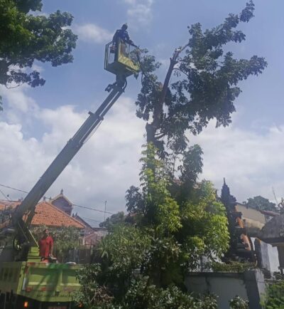 Permudah Laporan Pemangkasan Pohon, DLH Buleleng Hadirkan Aplikasi Green RTH