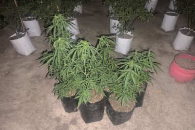 Polisi ciduk dua pemuda karena menanam ganja di Tasikmalaya